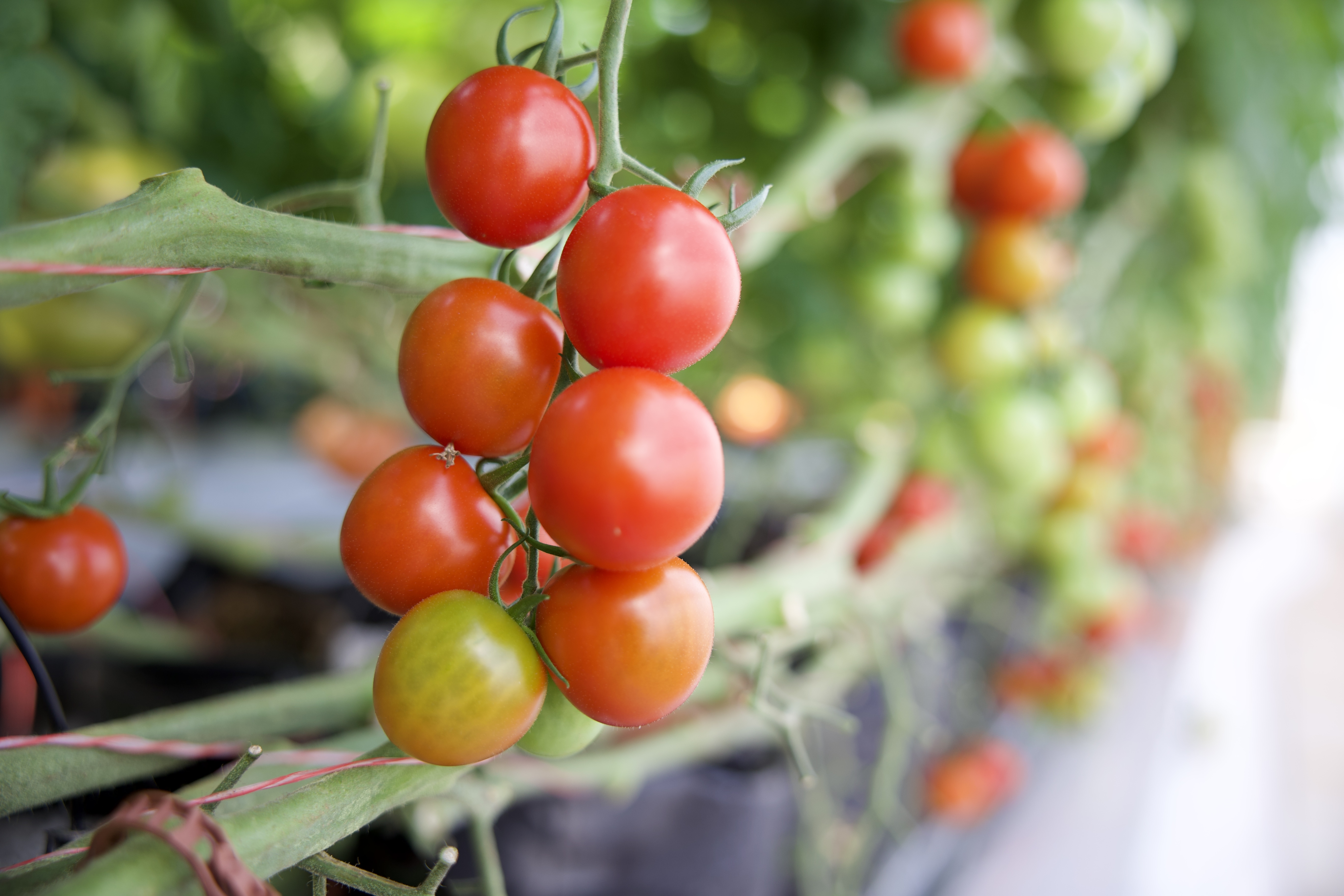 Cherry Tomatoes 